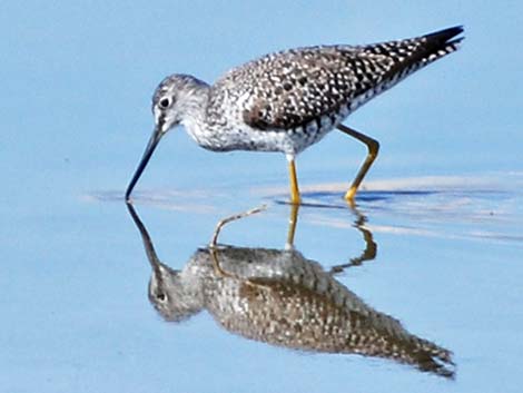 Greater Yellowlegs (Tringa melanoleuca)