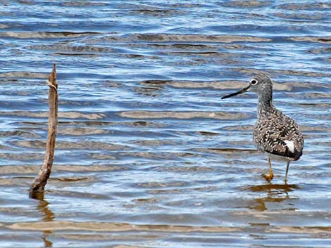 Greater Yellowlegs (Tringa melanoleuca)