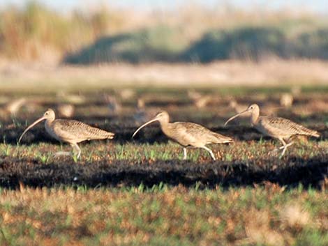 Long-billed Curlew (Numenius americanus)