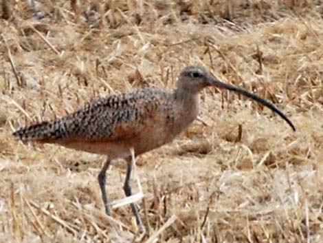 Long-billed Curlew (Numenius americanus)