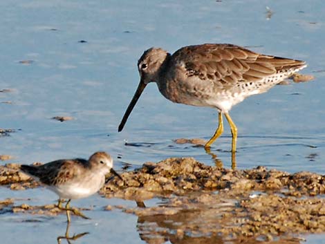 Long-billed Dowitcher (Limnodromus scolopaceus)