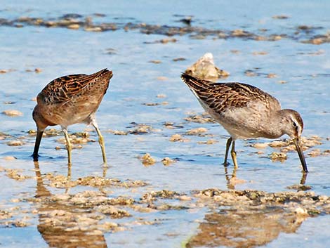 Long-billed Dowitcher (Limnodromus scolopaceus)