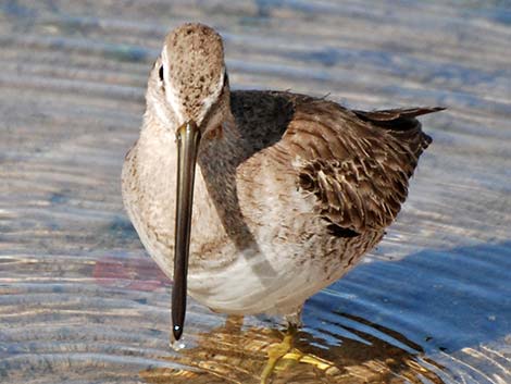 Long-billed Dowitcher (Limnodromus scolopaceus)