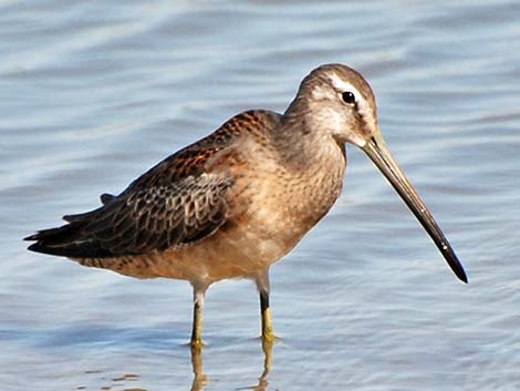 Long-billed Dowitcher (Limnodromus scolopaceus)