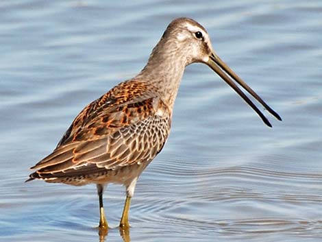 Long-billed Dowitcher (Limnodromus scolopaceus)