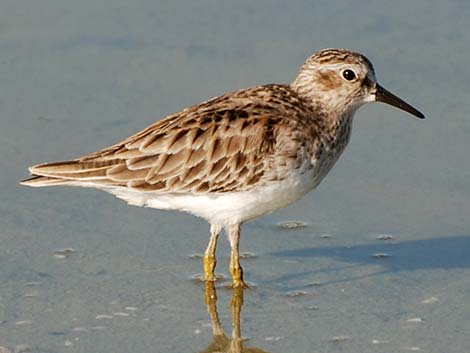 Scolopacidae, Least Sandpiper