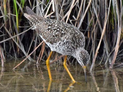 Lesser Yellowlegs (Tringa flavipes)