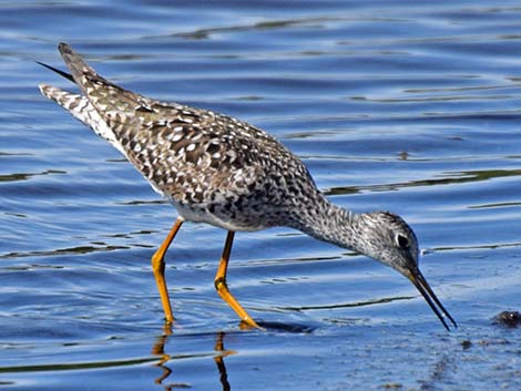 Lesser Yellowlegs (Tringa flavipes)