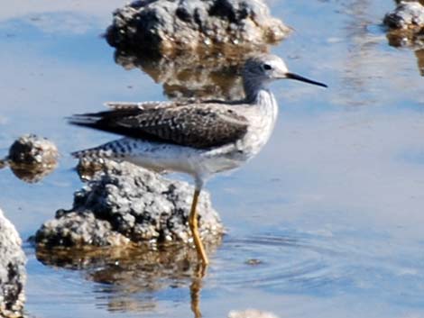 Lesser Yellowlegs (Tringa flavipes)