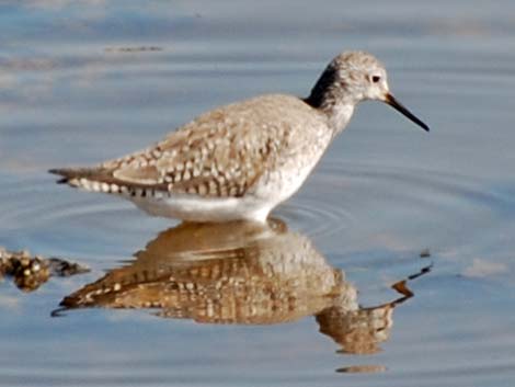 Lesser Yellowlegs (Tringa flavipes)