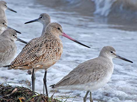 Marbled Godwit (Limosa fedoa)