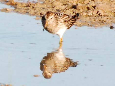 Pectoral Sandpiper (Calidris melanotos)