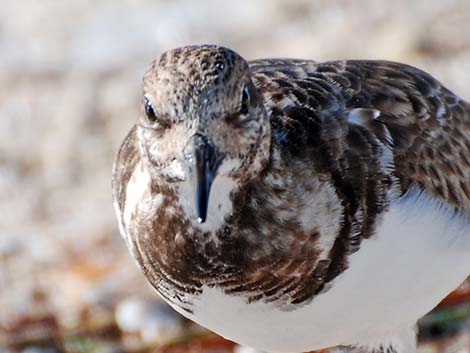 Ruddy Turnstone (Arenaria interpres)