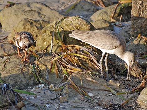 Ruddy Turnstone (Arenaria interpres)