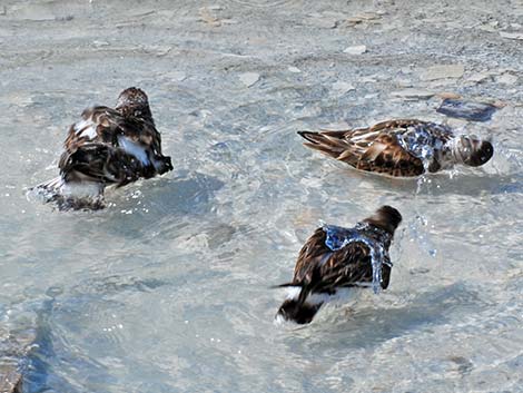 Ruddy Turnstone (Arenaria interpres)