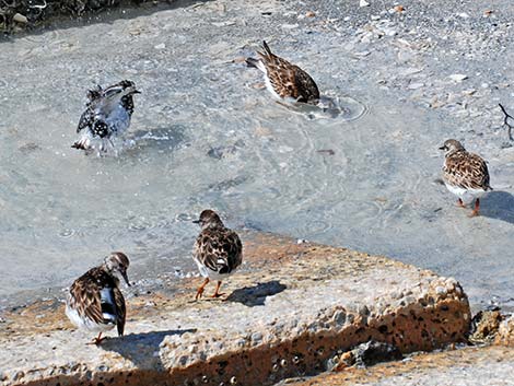 Ruddy Turnstone (Arenaria interpres)