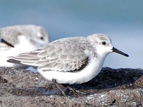 Sanderling (Calidris alba)