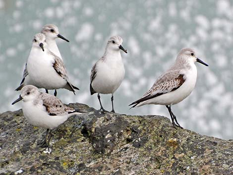 Sanderling (Calidris alba)