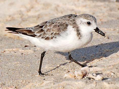 Sanderling (Calidris alba)