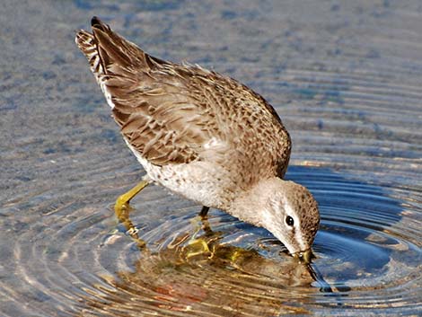 Short-billed Dowitcher (Limnodromus griseus)