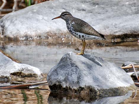 Spotted Sandpiper (Actitis macularius)