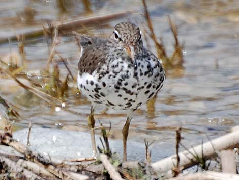 Spotted Sandpiper (Actitis macularius)