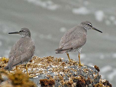 Wandering Tattler (Heteroscelus incanus)