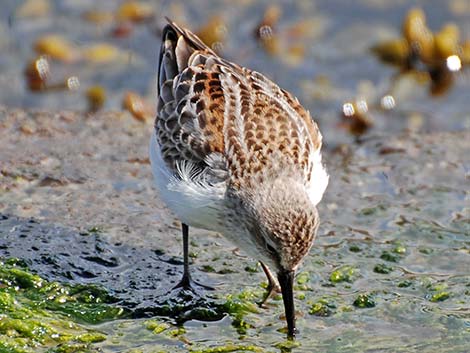 Western Sandpiper (Calidris mauri)