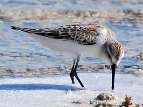 Western Sandpiper (Calidris mauri)