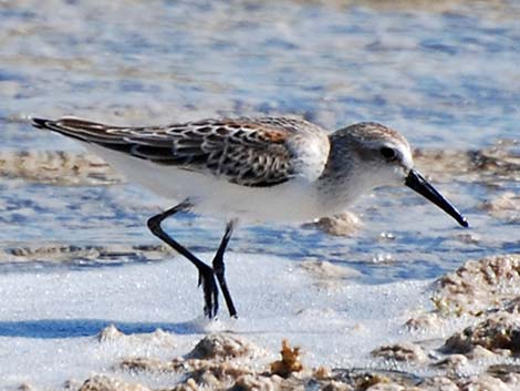 Western Sandpiper (Calidris mauri)