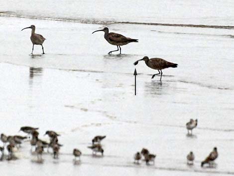 Whimbrel (Numenius phaeopus)