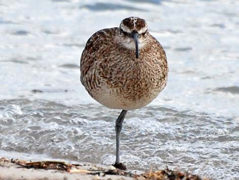 Whimbrel (Numenius phaeopus)