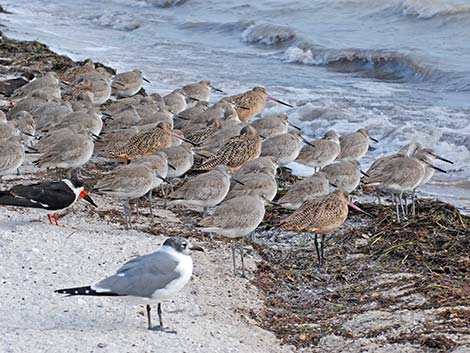 Willet (Catoptrophorus semipalmatus)