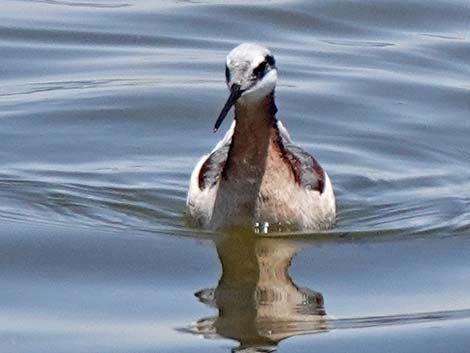 Wilson's Phalarope (Phalaropus tricolor)