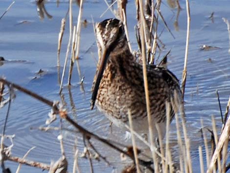 Wilson's Snipe (Gallinago delicata)