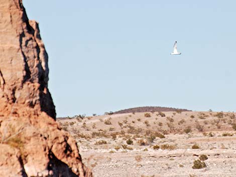 Black-legged Kittiwake (Rissa tridactyla)