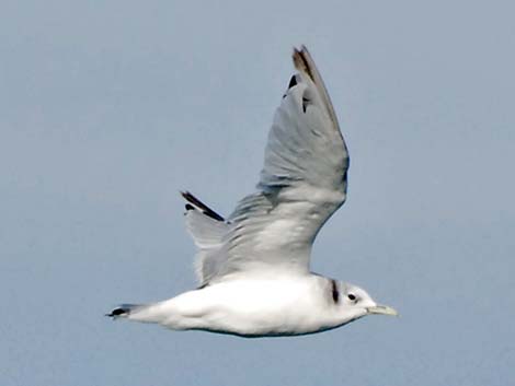 Black-legged Kittiwake (Rissa tridactyla)