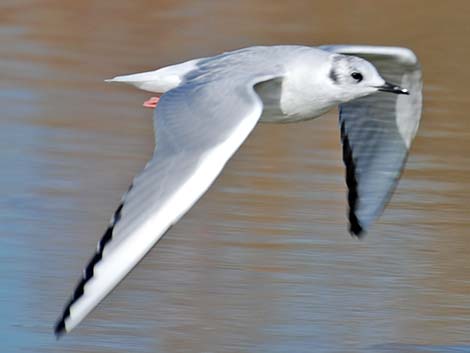 Bonaparte's Gull (Larus philadelphia)