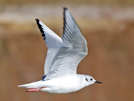 Bonaparte's Gull (Larus philadelphia)