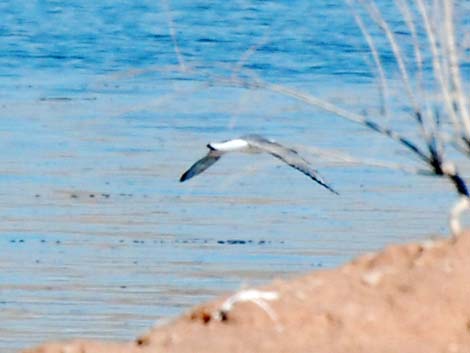 Bonaparte's Gull (Larus philadelphia)