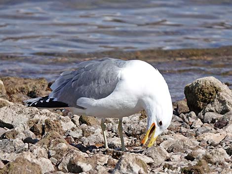 California Gull (Larus californicus)