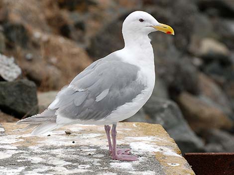 Glaucous-winged Gull (Larus glaucescens)