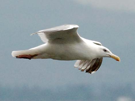 Herring Gull (Larus argentatus)