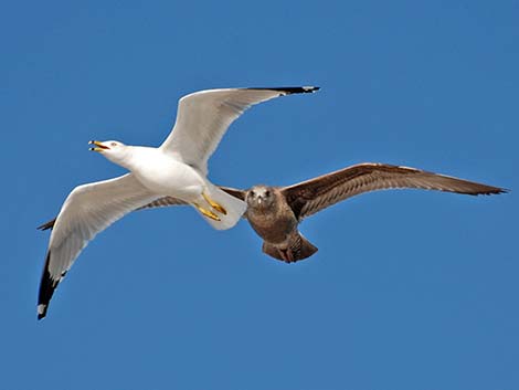 Herring Gull (Larus argentatus)