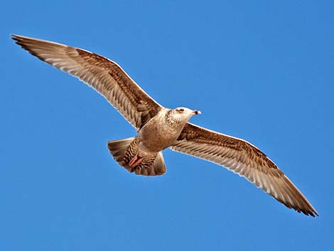 Herring Gull (Larus argentatus)