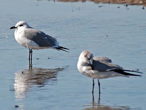 Laughing Gull (Leucophaeus atricilla)