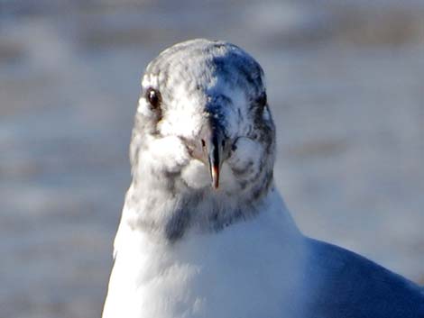 Laughing Gull (Leucophaeus atricilla)