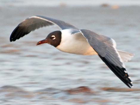 Laughing Gull (Leucophaeus atricilla)