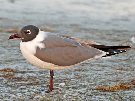 Laughing Gull (Leucophaeus atricilla)