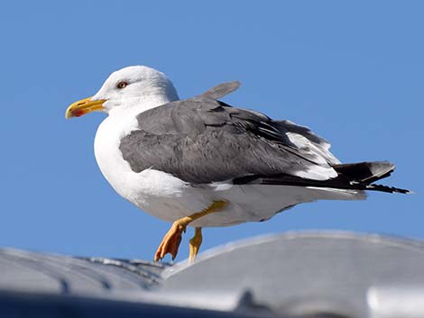 Lesser Black-backed Gulls (Larus fuscus)